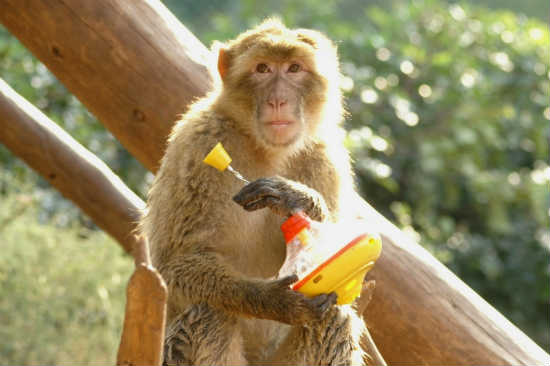 חנוכה בפארק הקופים, פעילות לילדים בחנוכה, פעילות לכל המשפחה